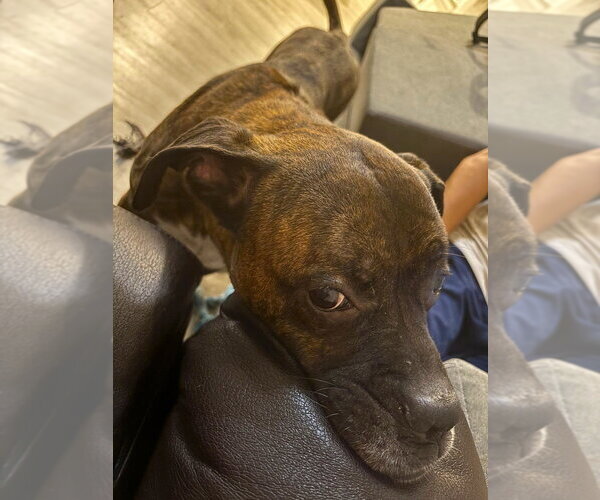 Medium Photo #4 Boxer Puppy For Sale in Austin, TX, USA