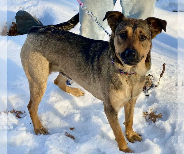 Medium Photo #3 Mutt Puppy For Sale in Farmington, MN, USA