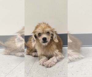 Dusty- sweetest senior- NO MORE APPS FOR NOW - Female Poodle (Toy)-Unknown Mix Dog for Adoption - Photo #2