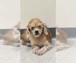 Small Photo #2 Poodle (Toy)-Unknown Mix Puppy For Sale in Oakhurst, NJ, USA