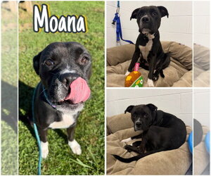 Moana - Female American Staffordshire Terrier-Boxer Mix Dog for Adoption