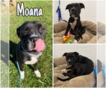 Moana - Female American Staffordshire Terrier-Boxer Mix Dog for Adoption - Small photo