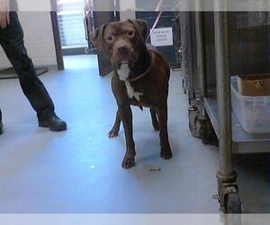 Mutt Dogs for adoption in Fayetteville, NC, USA