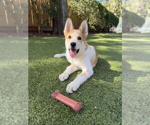 Red Heeler-Unknown Mix Dogs for adoption in Hilton Head, SC, USA