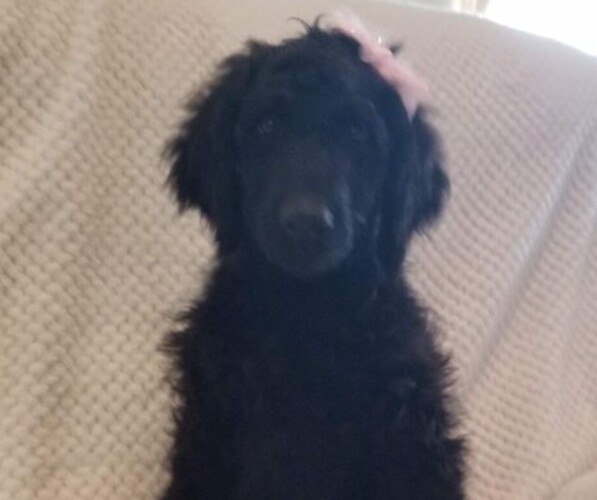 Medium Photo #2 Labradoodle Puppy For Sale in FORNEY, TX, USA