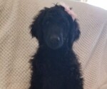 Small Photo #2 Labradoodle Puppy For Sale in FORNEY, TX, USA