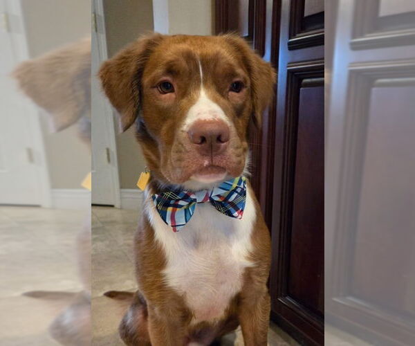Medium Photo #5 American Pit Bull Terrier-Retriever  Mix Puppy For Sale in Oakhurst, NJ, USA