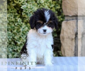 Cavapoo Puppy for sale in EAST EARL, PA, USA