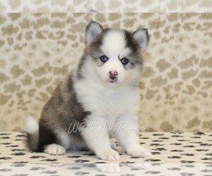 Pomsky Puppy for sale in DENVER, PA, USA
