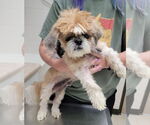 Small #2 Shih Tzu Mix