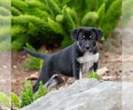 Small #1 Golden Retriever Mix
