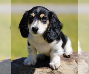 Dachshund Puppy for sale in ROSWELL, GA, USA