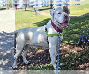 American Pit Bull Terrier Dogs for adoption in Alameda, CA, USA