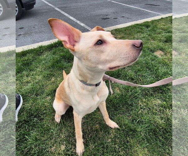 Medium Photo #3 Labrador Retriever-Unknown Mix Puppy For Sale in MECHANICSBURG, PA, USA