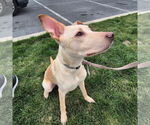 Small #2 Labrador Retriever Mix