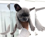 Small #6 French Bulldog