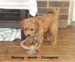 Small #2 Cavapoo