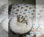 Small Photo #2 Pomeranian Puppy For Sale in COOKEVILLE, TN, USA