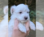 Puppy Snow Aussiedoodle Miniature