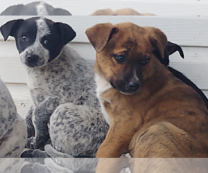 Australian Cattle Dog-Azores Cattle Dog Mix Puppy for sale in GREEN BAY, WI, USA