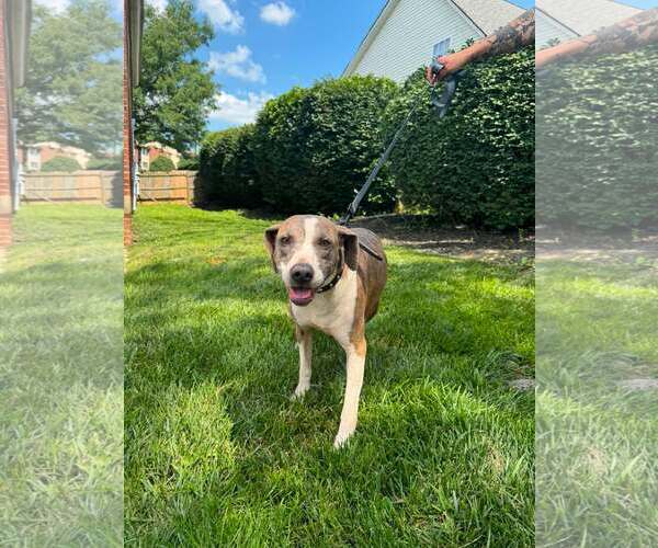 Medium Photo #4 Mutt Puppy For Sale in Crystal, MN, USA