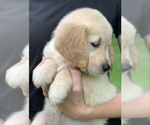 Small Photo #1 English Cream Golden Retriever Puppy For Sale in MORGANTOWN, IN, USA