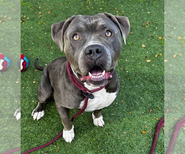 Medium Photo #3 American Bulldog Puppy For Sale in Salinas, CA, USA