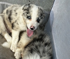 Border Collie Puppy for sale in OTTUMWA, IA, USA