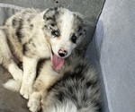 Image preview for Ad Listing. Nickname: Oreo