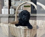 Small Photo #5 Goldendoodle Puppy For Sale in LOGAN, UT, USA