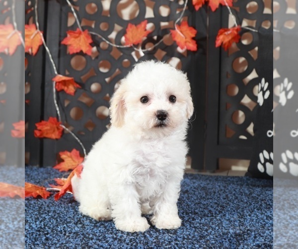Medium Photo #4 Bichpoo Puppy For Sale in MOUNT VERNON, OH, USA