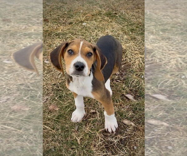 Medium Photo #1 Beagle-Unknown Mix Puppy For Sale in Lawrenceville, NJ, USA