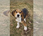 Small Beagle Mix