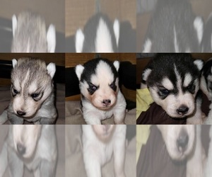 Siberian Husky Puppy for sale in KENNEWICK, WA, USA