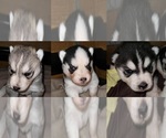 Small Siberian Husky