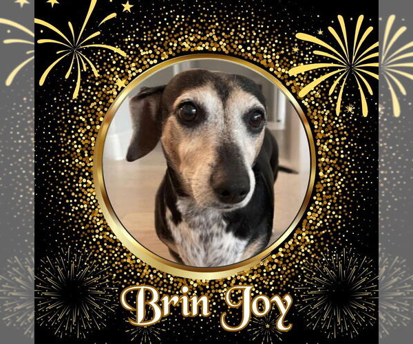 Medium Photo #2 Dachshund Puppy For Sale in San Antonio, TX, USA