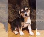 Small Beagle-Pomsky Mix