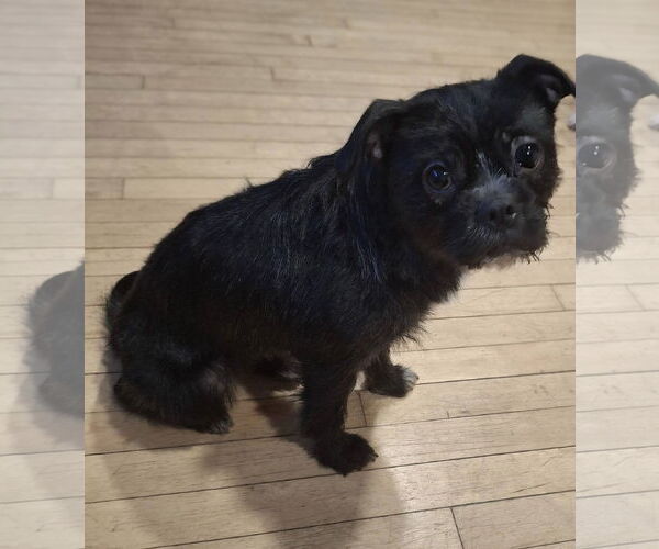 Medium Photo #2 French Tzu Puppy For Sale in Mukwonago, WI, USA