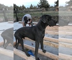 Small Photo #1 Great Dane Puppy For Sale in BEND, OR, USA