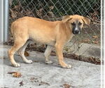 Small #1 Mutt