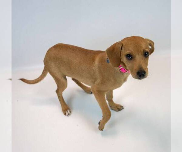 Medium Photo #3 Beagle-Retriever  Mix Puppy For Sale in Kennesaw, GA, USA