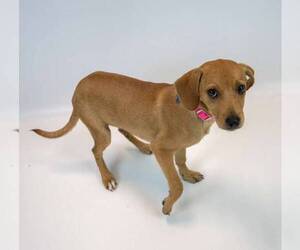 Marsha - Female Beagle-Retriever  Mix Dog for Adoption - Photo #3
