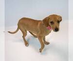 Small Photo #3 Beagle-Retriever  Mix Puppy For Sale in Kennesaw, GA, USA