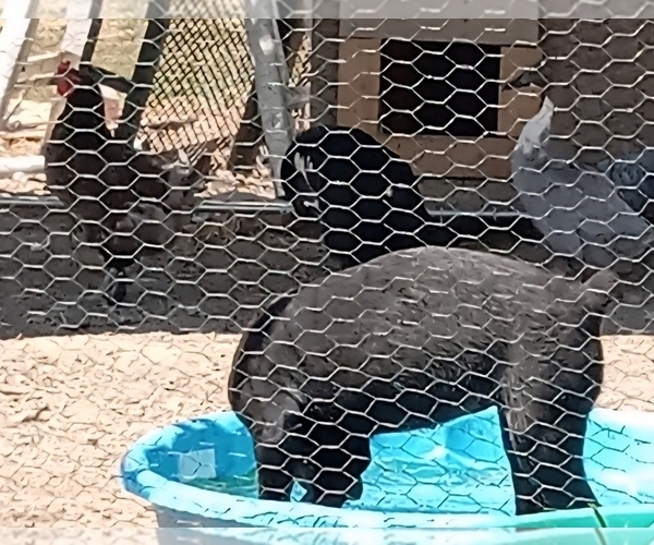 Medium Photo #2 Rottweiler Puppy For Sale in CASSVILLE, MO, USA
