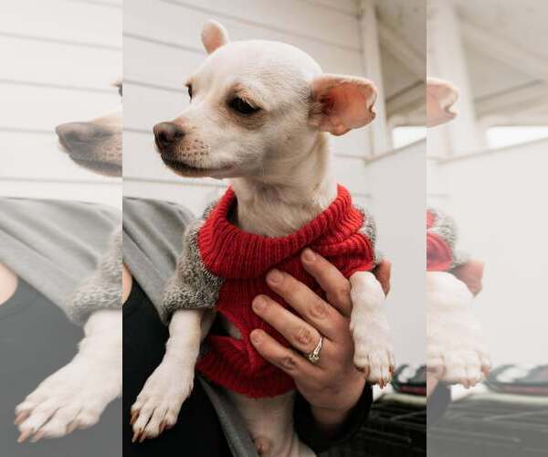 Medium Photo #3 Chihuahua-Unknown Mix Puppy For Sale in Visalia, CA, USA