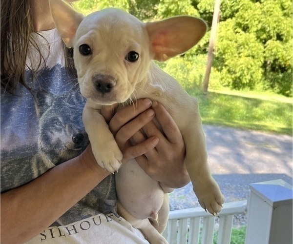 Medium Photo #78 French Bullhuahua Puppy For Sale in SPRAGGS, PA, USA