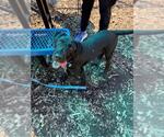 BLINKER - Male Labrador Retriever-Unknown Mix Dog for Adoption - Small photo