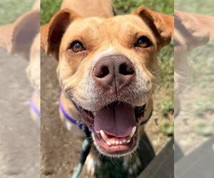 Bulldog-Unknown Mix Dogs for adoption in Elmsford, NY, USA