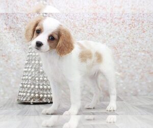 Cavapoo Puppy for sale in MARIETTA, GA, USA