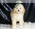 Small #3 Poodle (Toy)